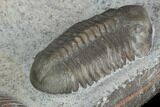 Crotalocephalus & Struveaspis Trilobites - Jorf, Morocco #130497-6